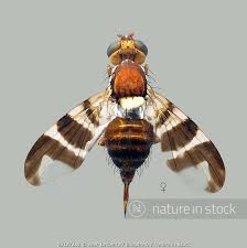 Image result for Rhagoletis completa