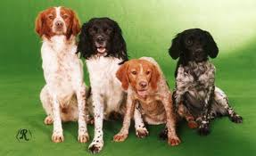 Image result for bretanský dlouhosrstý ohař