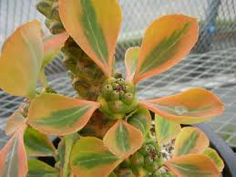 Image result for Euphorbia davyi