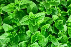 Check spelling or type a new query. Using Ground Covers In Vegetable Gardens