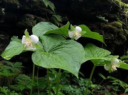 Fromyouflowers.com received the highest score in the j.d. Wildflowers Ohio Department Of Natural Resources