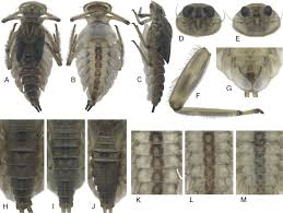 Green heat nj.com llc is a reliable pest control company in mesquite that will provide wildlife removal services. Diversity And Distribution Of Epeorus Caucasiron Ephemeroptera Heptageniidae In Iran With Descriptions Of Three New Species