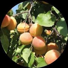 Image result for Dovyalis zeyheri