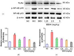 Nutrients Free Full Text Ethanol Extract Of Illicium Henryi Attenuates Lps Induced Acute Kidney Injury In Mice Via Regulating Inflammation And Oxidative Stress Html