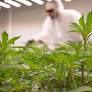 Germany Sees Rapid Growth of Cannabis Cultivation Clubs After Partial Legalization