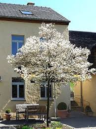 Amelanchier Lamarckii Felsenbirne Xxl Produkt Haus Baume Felsenbirne Design Kleiner Garten