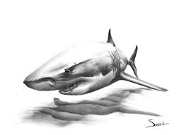 Shark Art Print Great White Shark Painting Shark Print Etsy Shark Painting Shark Art White Sharks
