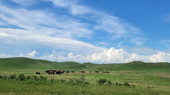 Nebraska Extension in the Central Sandhills | Nebraska Extension | Nebraska