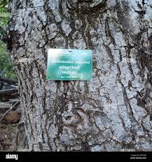 Image result for Breonadia