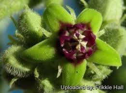 Image result for Raphionacme procumbens