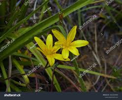 Image result for Hypoxidaceae