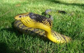 Watch Snake Faces Off Against Car In Biche Loop Trinidad Tobago