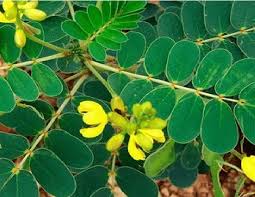 Image result for Senna italica