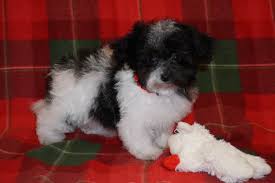 We did not find results for: Morkies Maltipoo Puppies For Sale In Georgia Kat S Kennel
