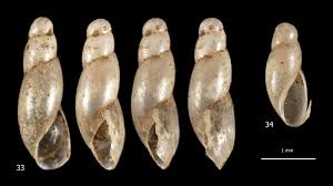 Image result for Alinula sp.