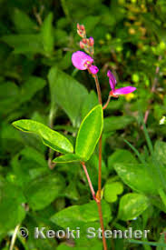 Image result for Desmodium incanum