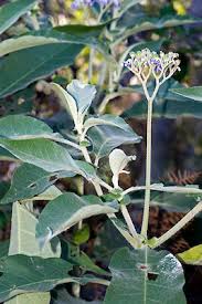 Image result for Solanum mauritianum