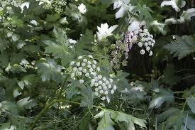 Image result for Heracleum