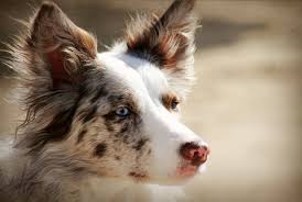 Red merle border collie puppy. Border Collie Border Collie Merle Border Collie Collie