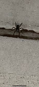Living in florida i do have spiders at certain times. Maddie On Twitter My Apartment Complex What Can We Do To Get Rid Of These Huge Tarantula Looking Spiders Outside My Apartment I Can T Even Feel Safe Outside While Walking