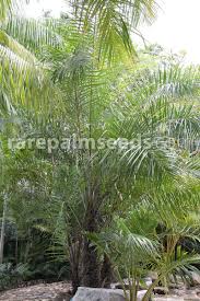 Image result for Raphia ruwenzorica