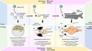 Munchausen syndrome by proxy (msp) is a disorder in which the caretaker of a child either makes up fake symptoms or causes real symptoms to make it appear as though the child is injured or ill. Zebrafish As A Translational Model An Experimental Alternative To Study The Mechanisms Involved In Anosmia And Possible Neurodegenerative Aspects Of Covid 19 Eneuro