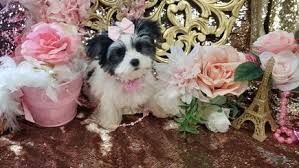 Offspring look much like a maltese puppy except for color. Morkie Puppies For Sale Wisconsin L2sanpiero