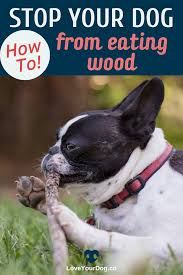 How To Stop Your Dog From Eating Wood Sticks Debris Dogs Your Dog Dog Safety