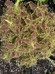 Image result for Coleus alpinus