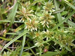 Image result for Pycreus pumilus