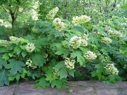 Image result for Hydrangea quercifolia