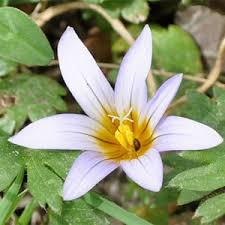 Image result for Romulea camerooniana