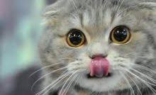 486 x 330 · png. 4 Mitos Melihat Kucing Melahirkan Dan Mitos Lainnya Cintalia Com