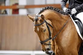Maybe you would like to learn more about one of these? Wie Die Olympischen Pferde Nach Brasilien Kommen Expat News