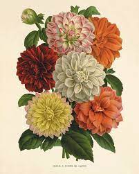 Pin On Art Botanical