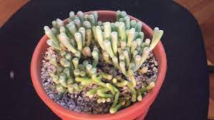 Watering Baby Toes Fenestraria Youtube