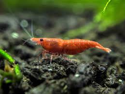 Robot Check Red Cherry Shrimp Cherry Shrimp Shrimp