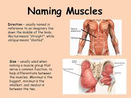In athletes, particularly bodybuilders who would be considered overweight due to muscle being heavier than fat, it is entirely possible that they are actually at a. The Muscular System J Deluca Ppt Download