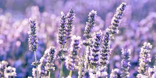 15 wonderful plants that keep mosquitoes away you probably didn't know. 10 Plants That Repel Bugs Herbs Shrubs Flowers Insects Hate
