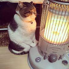 全てが愛らしい 美しい動物 おかしな動物 ペット用品