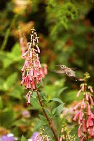 Check spelling or type a new query. Turn Your Garden Into A Hummingbird Buffet The Seattle Times