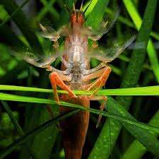 Cory Mcelroy On Instagram Singapore Bamboo Shrimp Fanning For Food Fish Aquarium Shrimp Fishtanksofinstagram Cichlids Goldfish Bettasplendens