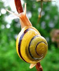 Maybe you would like to learn more about one of these? Melcul Toate Animalele