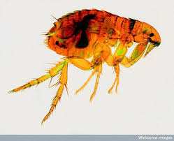 Quelles huiles essentielles contre les puces. Repulsif Naturel Contre Les Puces Les Tiques Et Les Moustiques