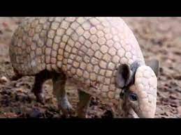 Conheça mais sobre o pangolim, um mamífero que se enrola para se proteger de predadores e que pode comer até 7 milhões de formigas por ano! Tatu Virando Bola Pangolin The Most Animal Youtube