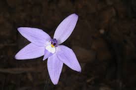 Image result for Virectaria major