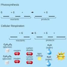 Photosynthesis involves plants using the reactants carbon dioxide. Cellular Respiration Ck 12 Foundation