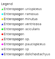 Image result for Enteropogon monostachyos