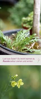 Rucola Pflanzen Rucola Pflanzen Pflanzen Und Salat Pflanzen