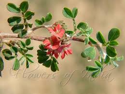 Image result for Indigofera transvaalensis